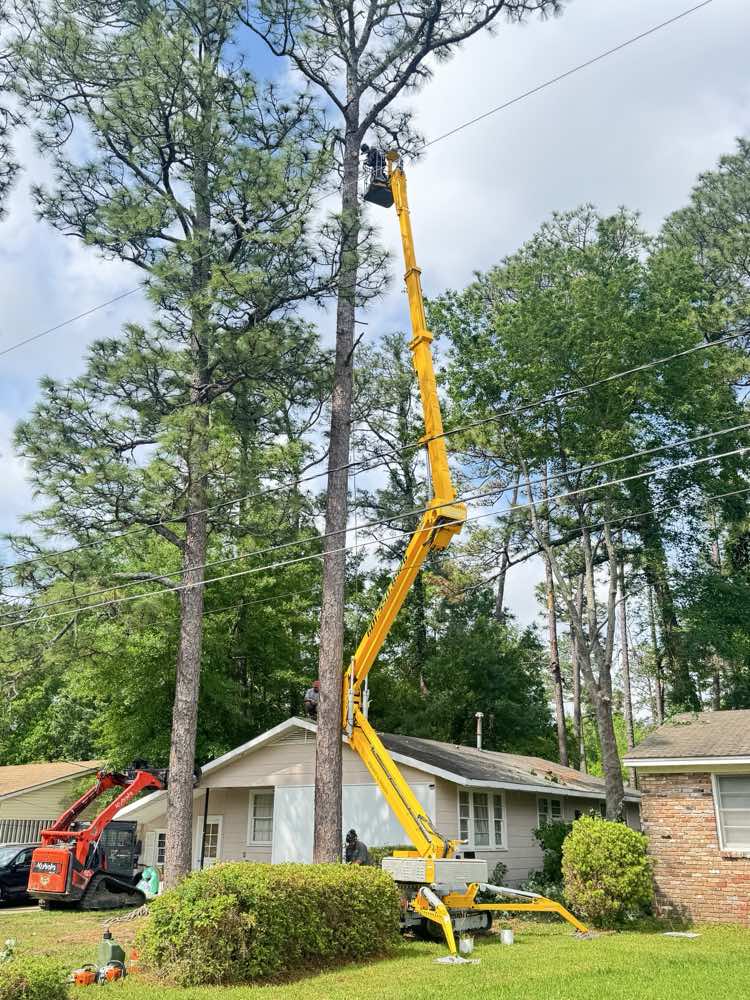 Apex Tree Works tree service work photo