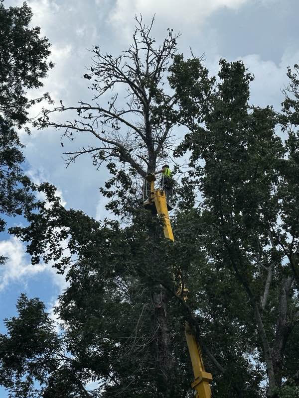 Apex Tree Works tree service work photo